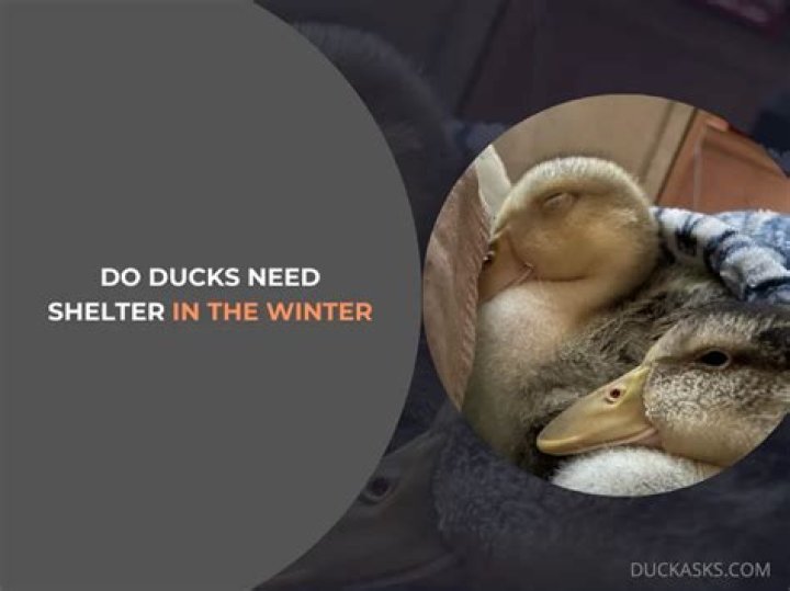 Do ducks need shelter?