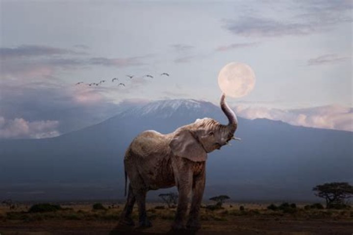 Do elephants worship the moon?