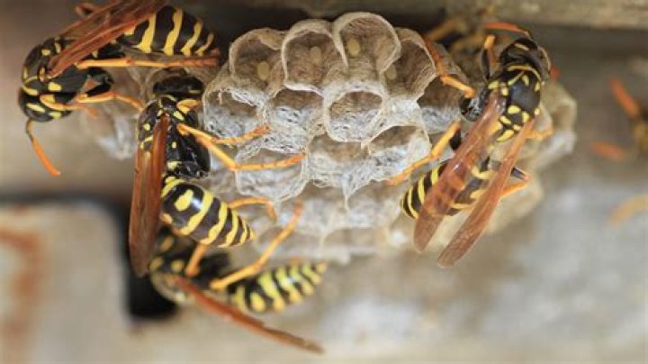 Do fake wasp nests deter wasps?