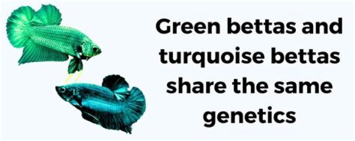 Do green bettas exist?