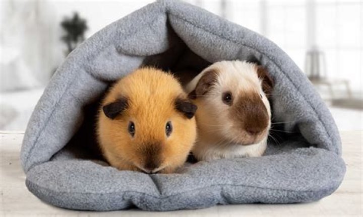 Do guinea pigs like their tummy rubbed?