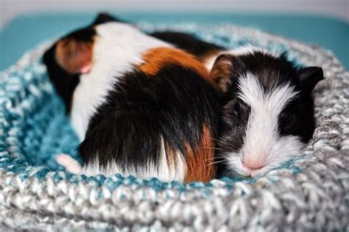 Do guinea pigs need a bed?