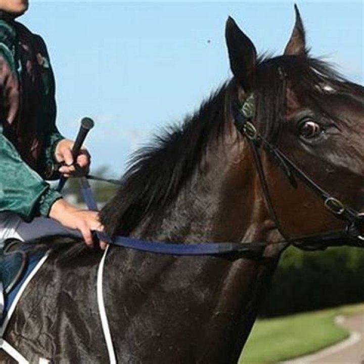 Do horses feel love for their owners?