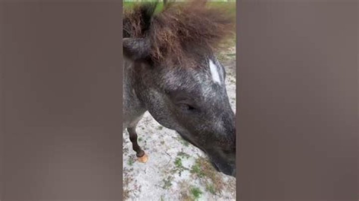 Do horses like to snuggle?