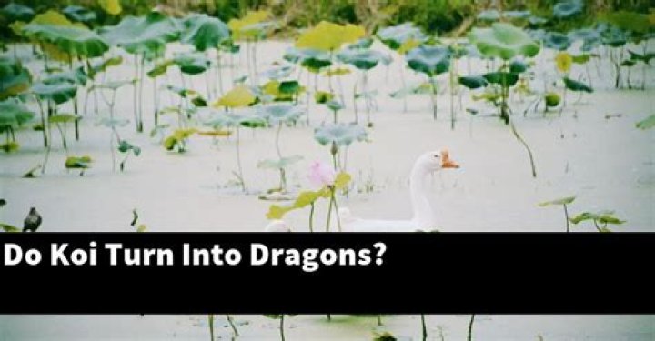 Do koi turn into dragons?