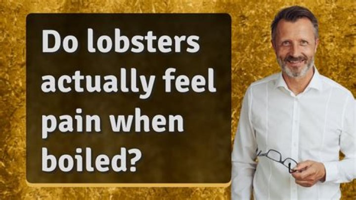 Do lobsters feel pain when they are killed?
