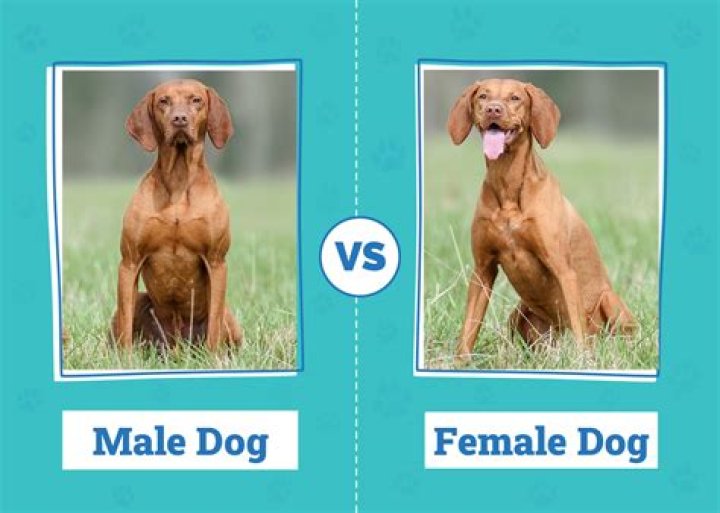 Do male dogs know they are dads?