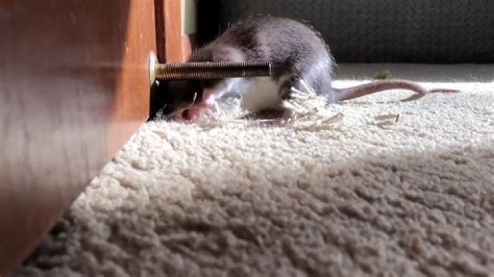 Do mice chew carpet?
