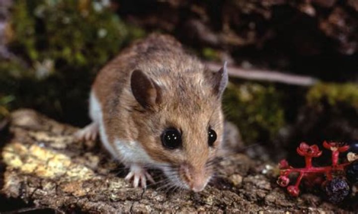 Do mice hate the cold?