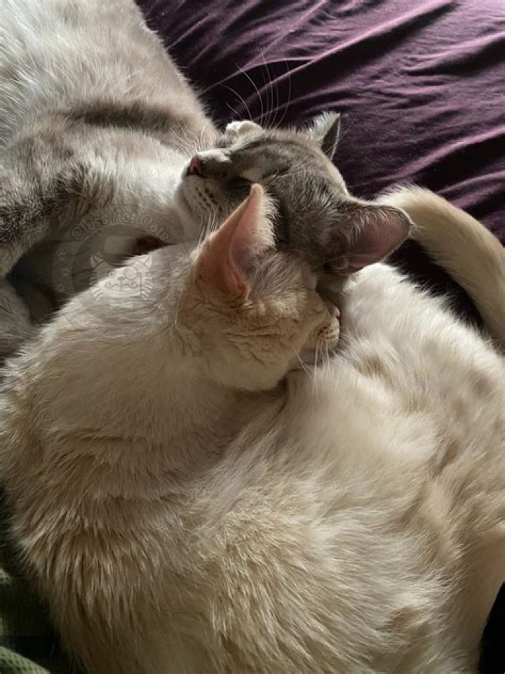 Do my cats know they are siblings?