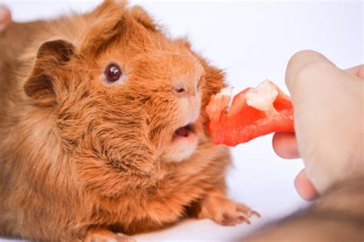 Do pigs bite hurt?