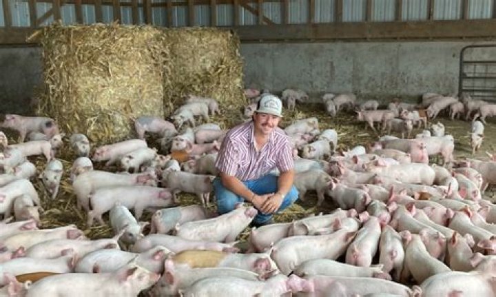 Do pigs eat farmers?