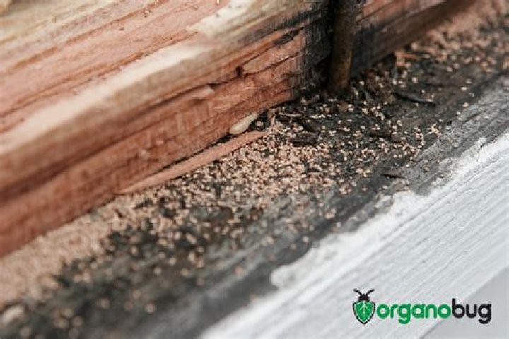 Do piles of wood attract mice?