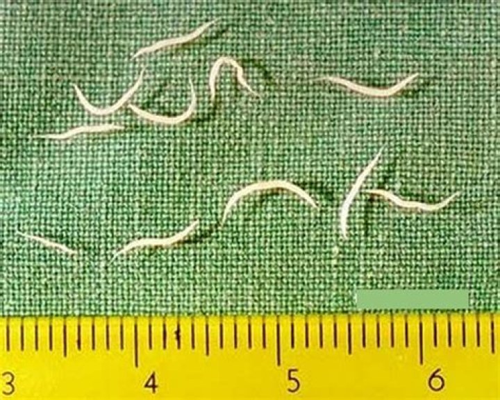 Do pinworms eventually go away?