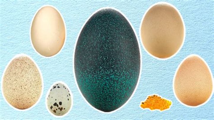 Do quail eggs taste different?