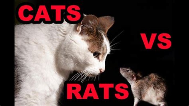 Do rats fear cats?