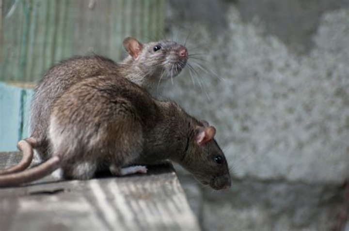 Do rats hate onions?