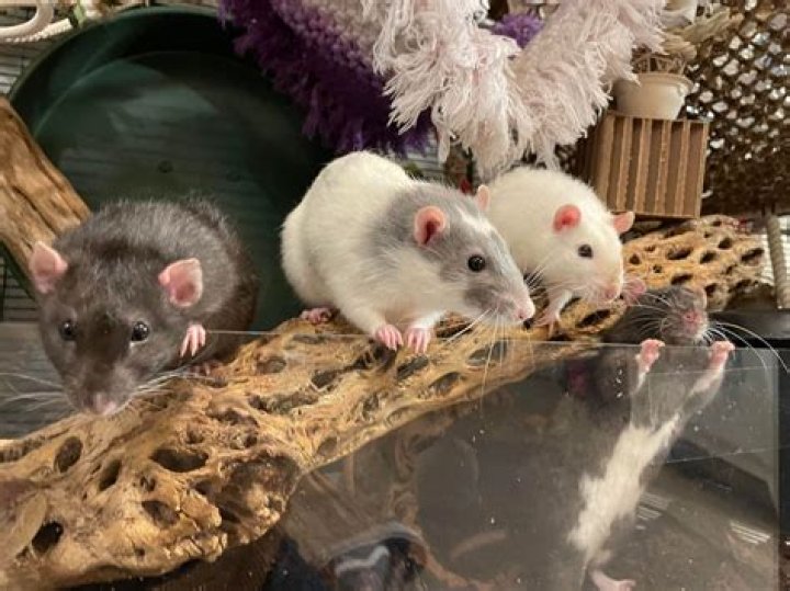 Do rats need wheels?