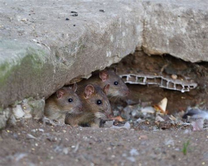 Do rats pee when they walk?