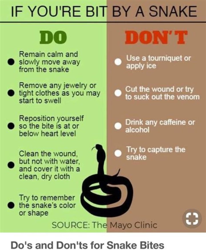Do rattlesnake bites hurt?