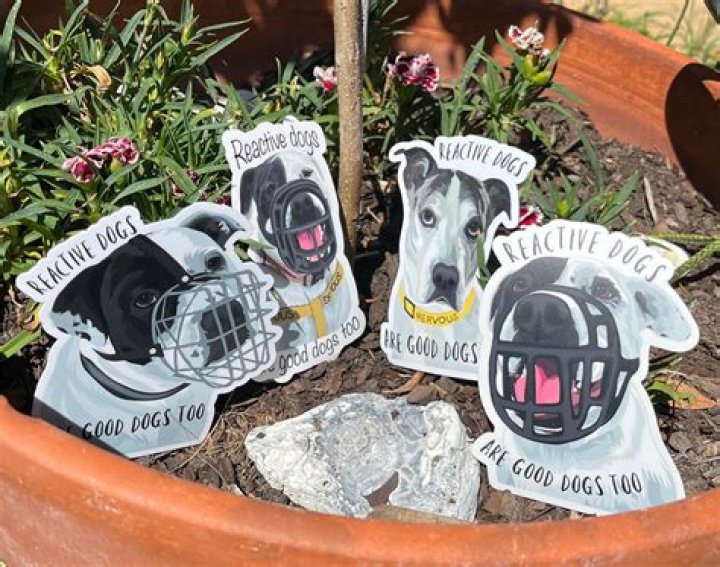 Do reactive dogs get better?