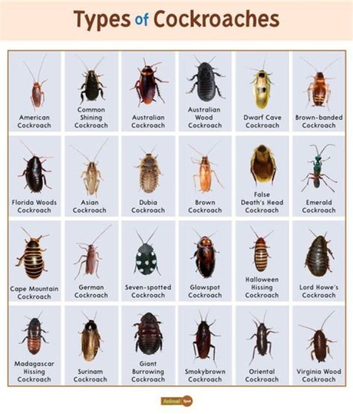 Do roaches have a brain?