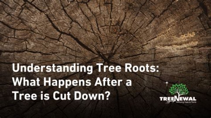 Do roots continue to grow after a tree is cut down?