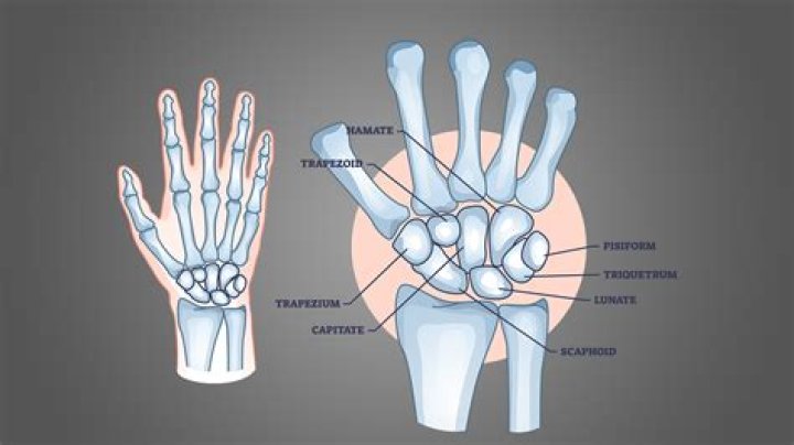 Do small wrists mean small frame?
