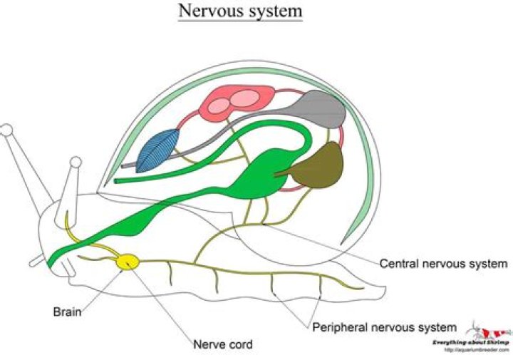 Do snails have a brain?