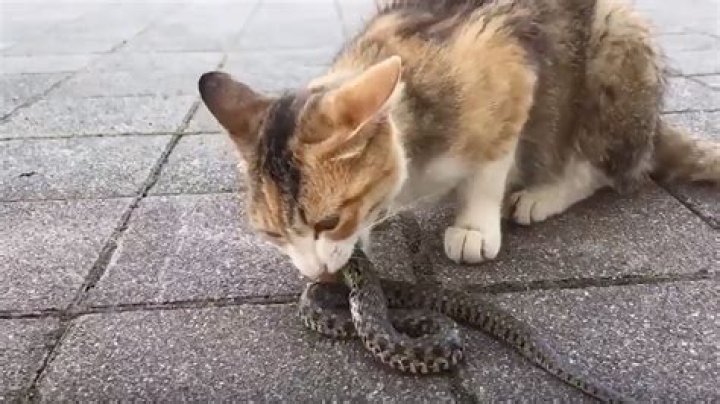 Do snakes eat cat?