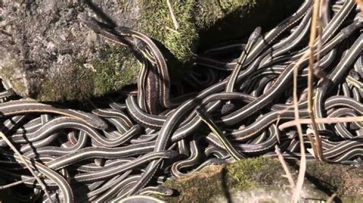 Do snakes go into beds?
