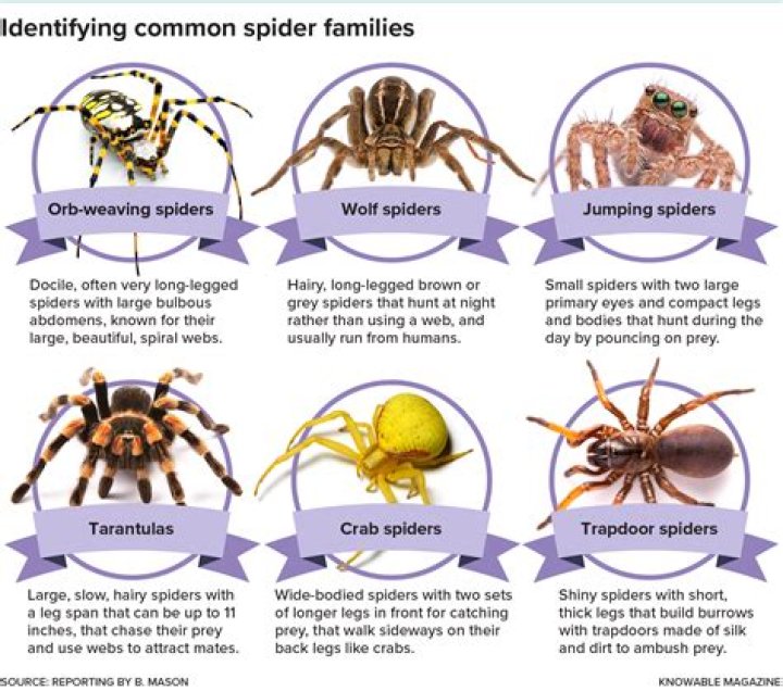Do spiders have personalities?