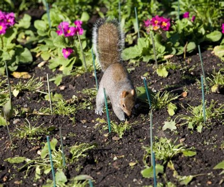 Do squirrels dig up strawberry plants?