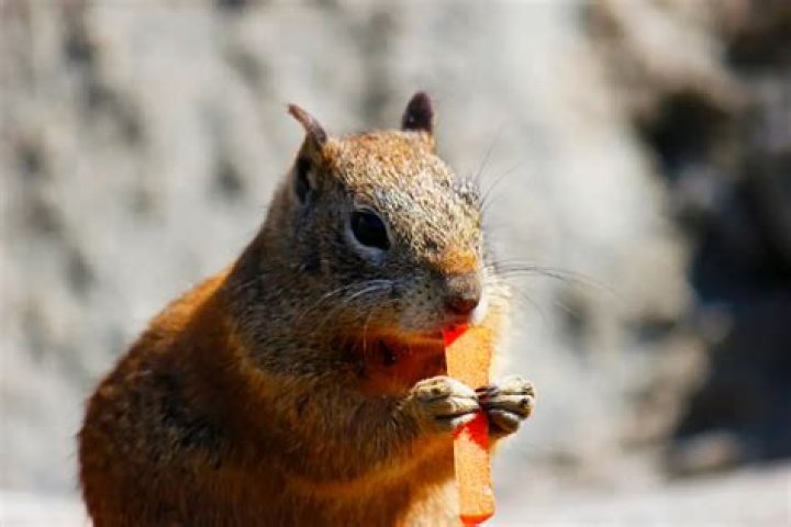 Do squirrels eat carrots?