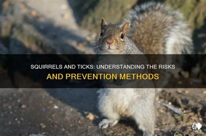 Do squirrels have ticks?
