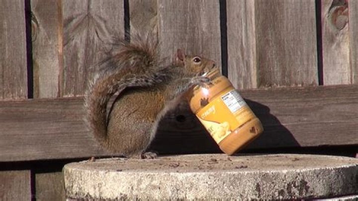 Do squirrels like peanut butter?