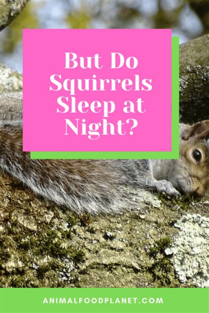 Do squirrels sleep all night?