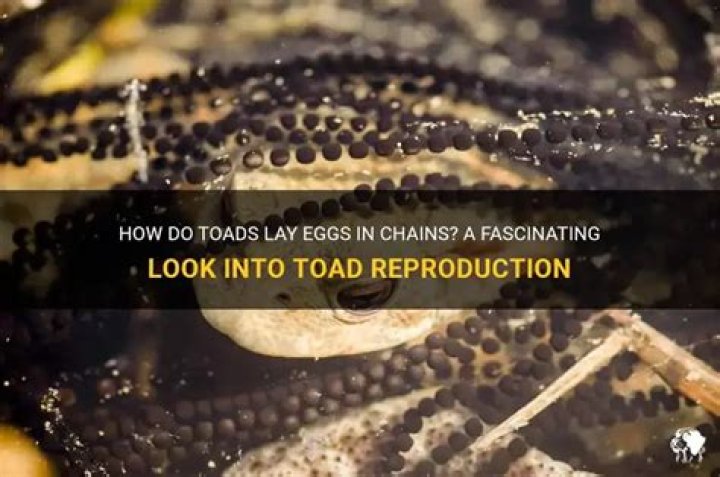 Do toads lay eggs in chains?