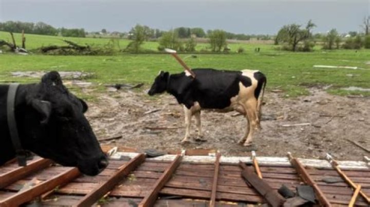 Do tornadoes pick up cows?