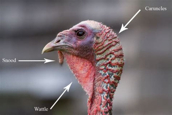 Do turkeys like to be pet?