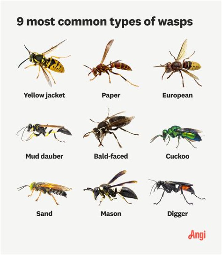 Do wasps hate cinnamon?