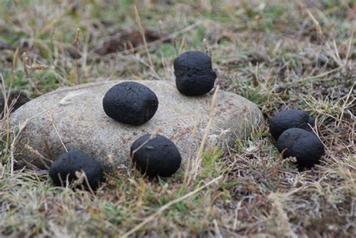 Do wombats poop squares?