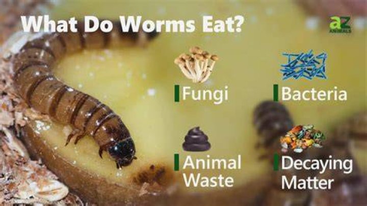 Do worms eat oatmeal?