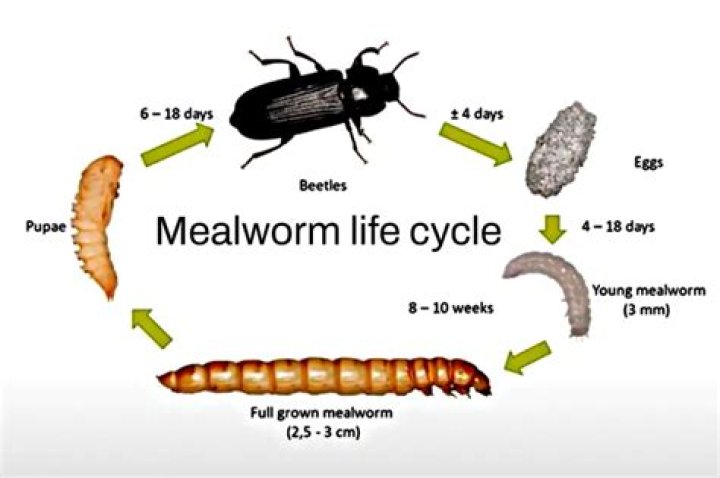 Do worms eat themselves?