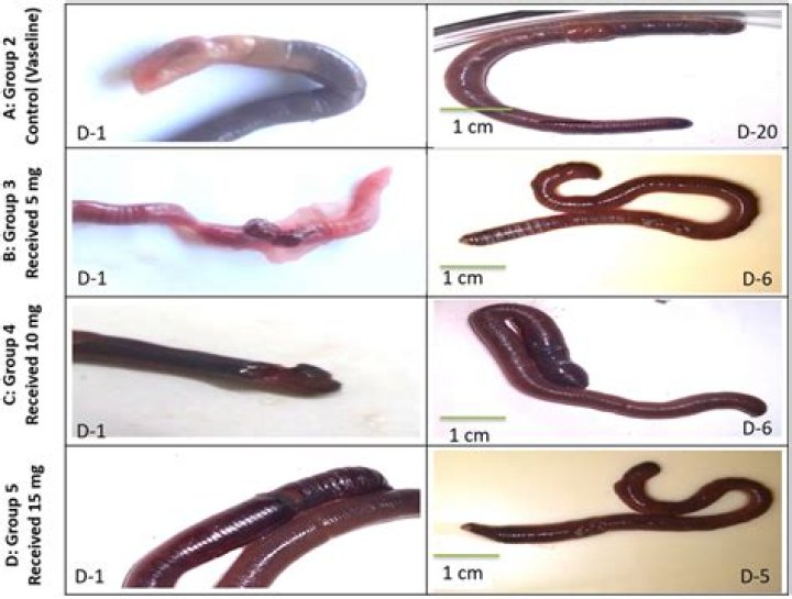 Do worms like cheese?