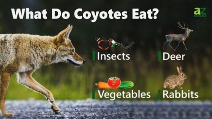Do you eat coyote?