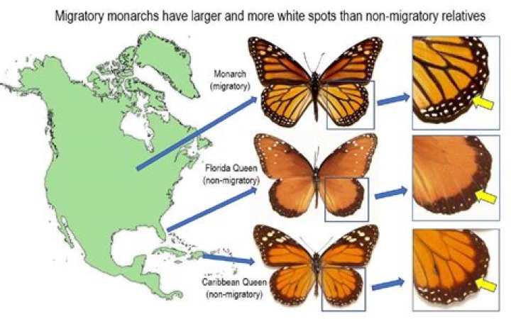 Do you need Monarch Wings to get crystal heart?