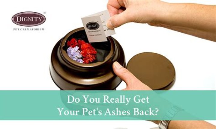 Do you really get your pet's ashes back?