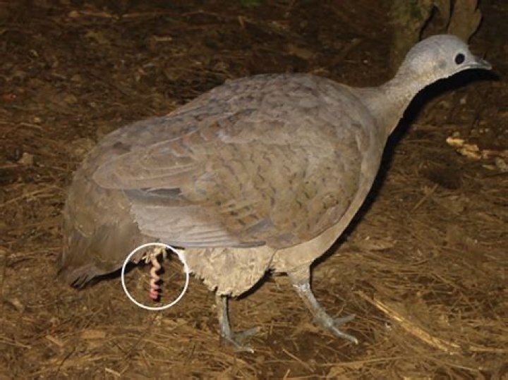 Does a pigeon bite hurt?