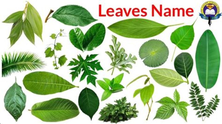 Does a table have leaves or leafs?